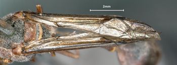 Media type: image;   Entomology 33196 Aspect: Wing front